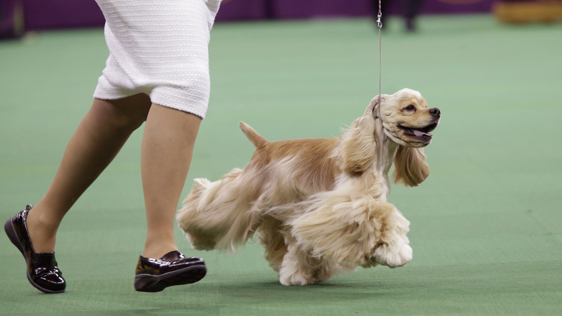 A parti color cocker spaniel competing in the sporting group competition at the Westminster Kennel Club dog show. (Image: AP)